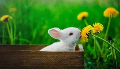 ayx体育ios下载-UFC中国赛开战，李景亮TKO终结对手引发热议，李景亮ufc2021